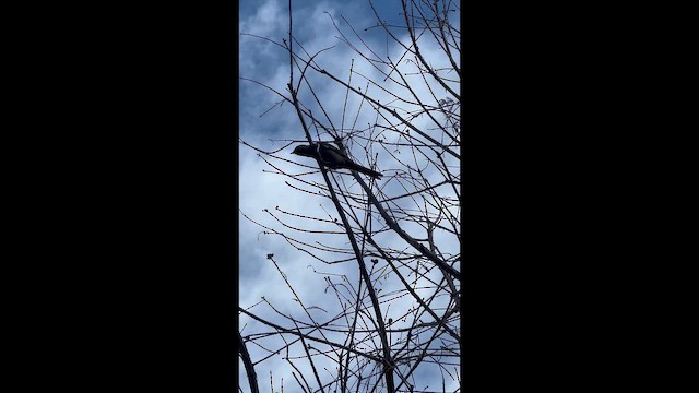 Townsend's Solitaire - ML647657661