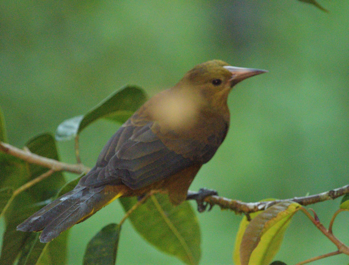 Russet-backed Oropendola - ML647657678