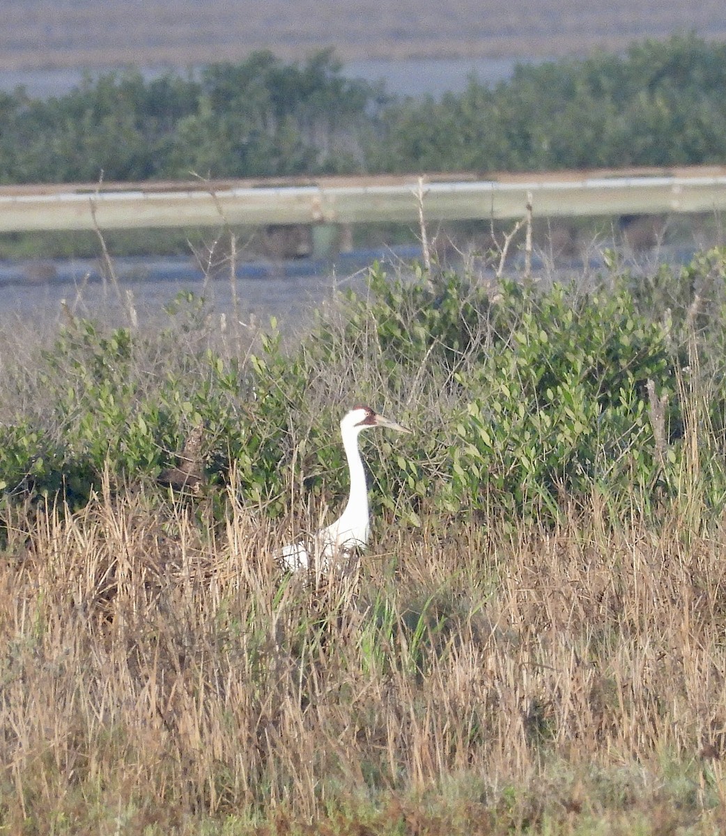 trompettrane - ML647657690