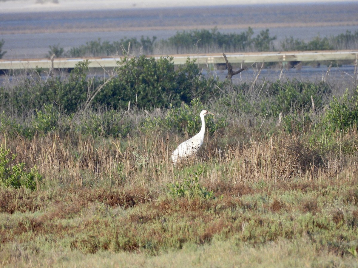 trompettrane - ML647657704