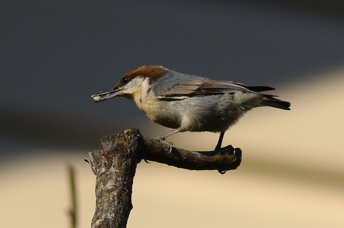 Sittelle à tête brune - ML647657725