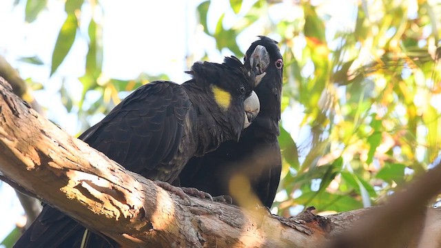 Yellow-tailed Black-Cockatoo - ML647657726