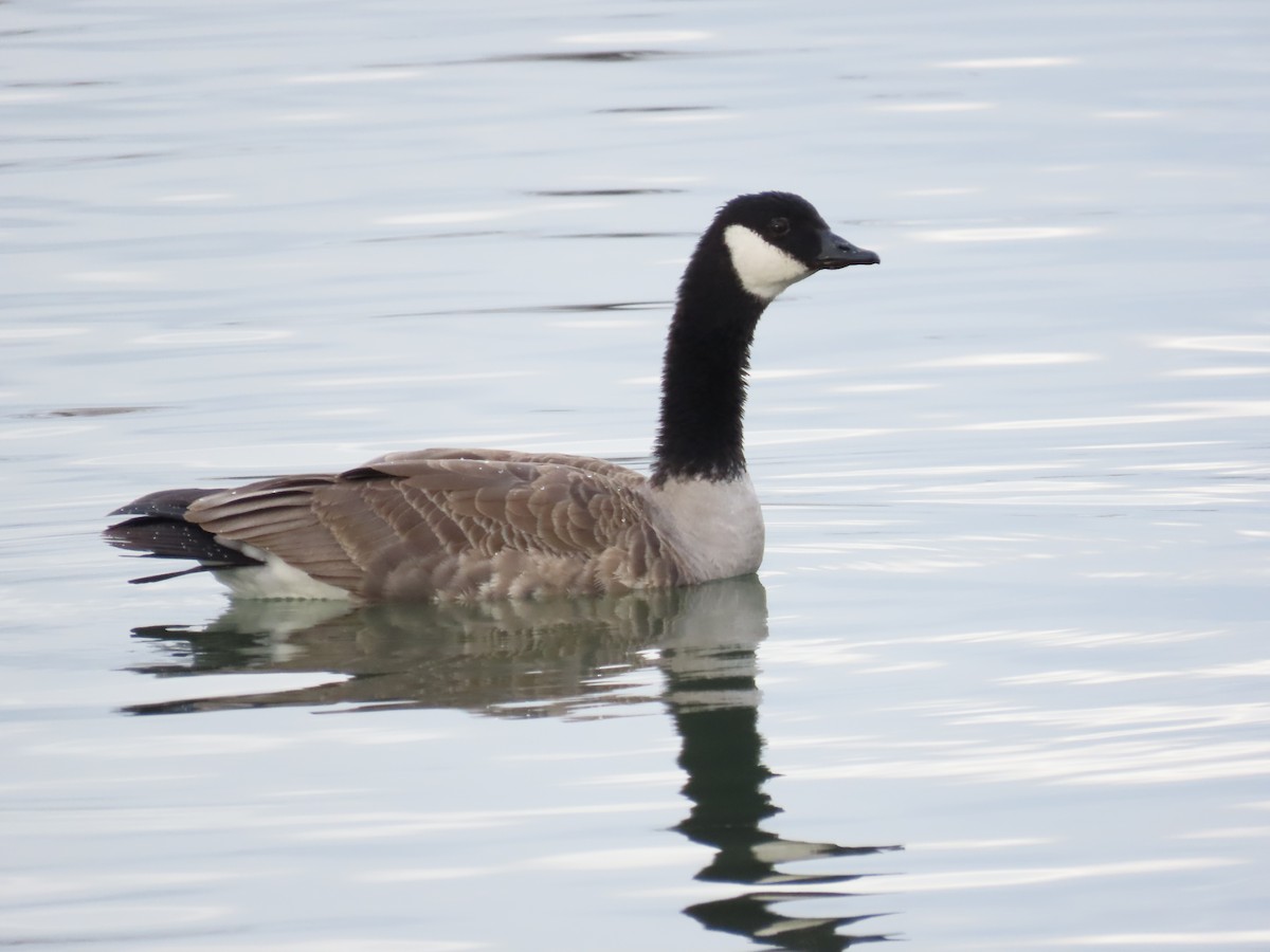 Oca canadese minore - ML647657728