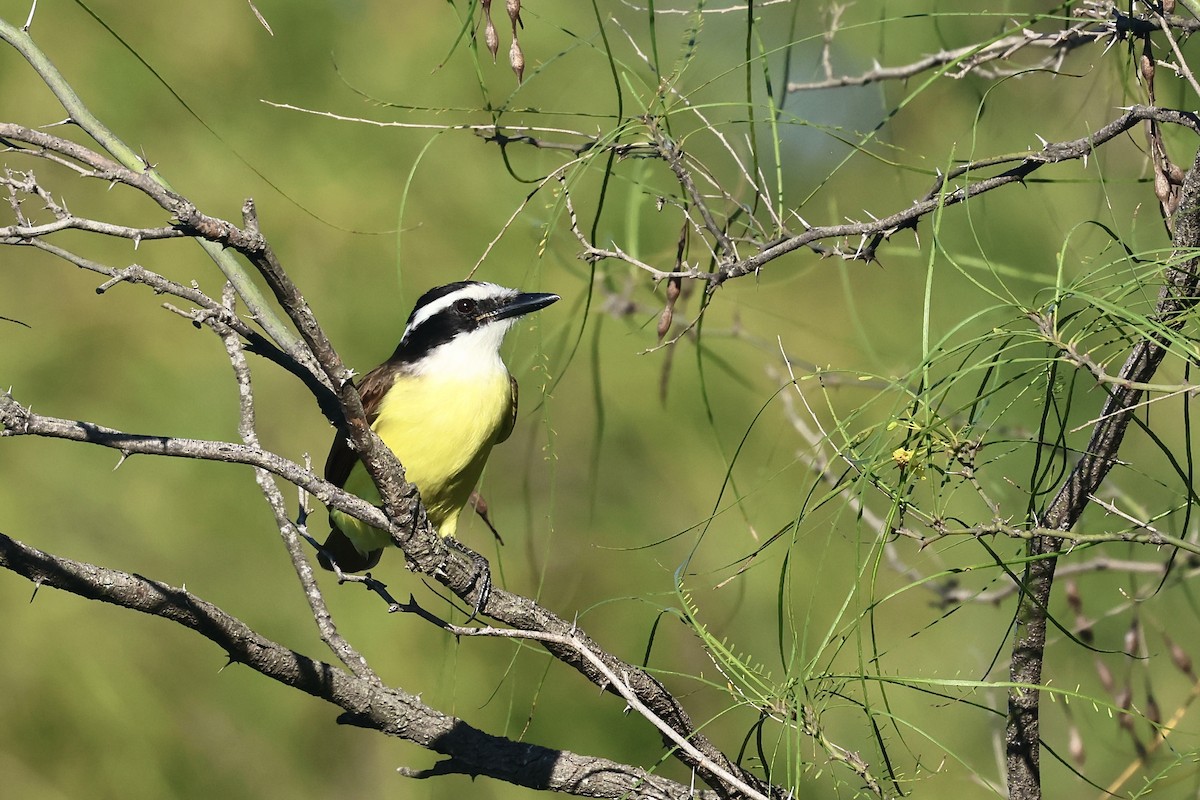 Great Kiskadee - ML647657746