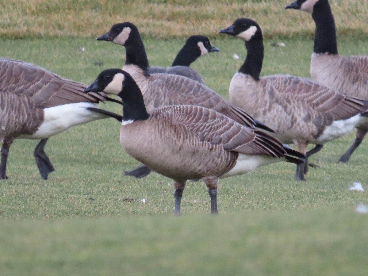 Oca canadese minore - ML647657776