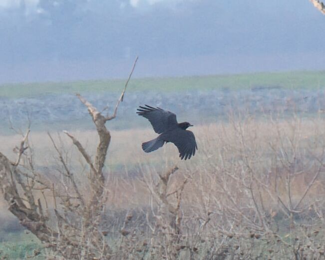 American Crow - ML647657831