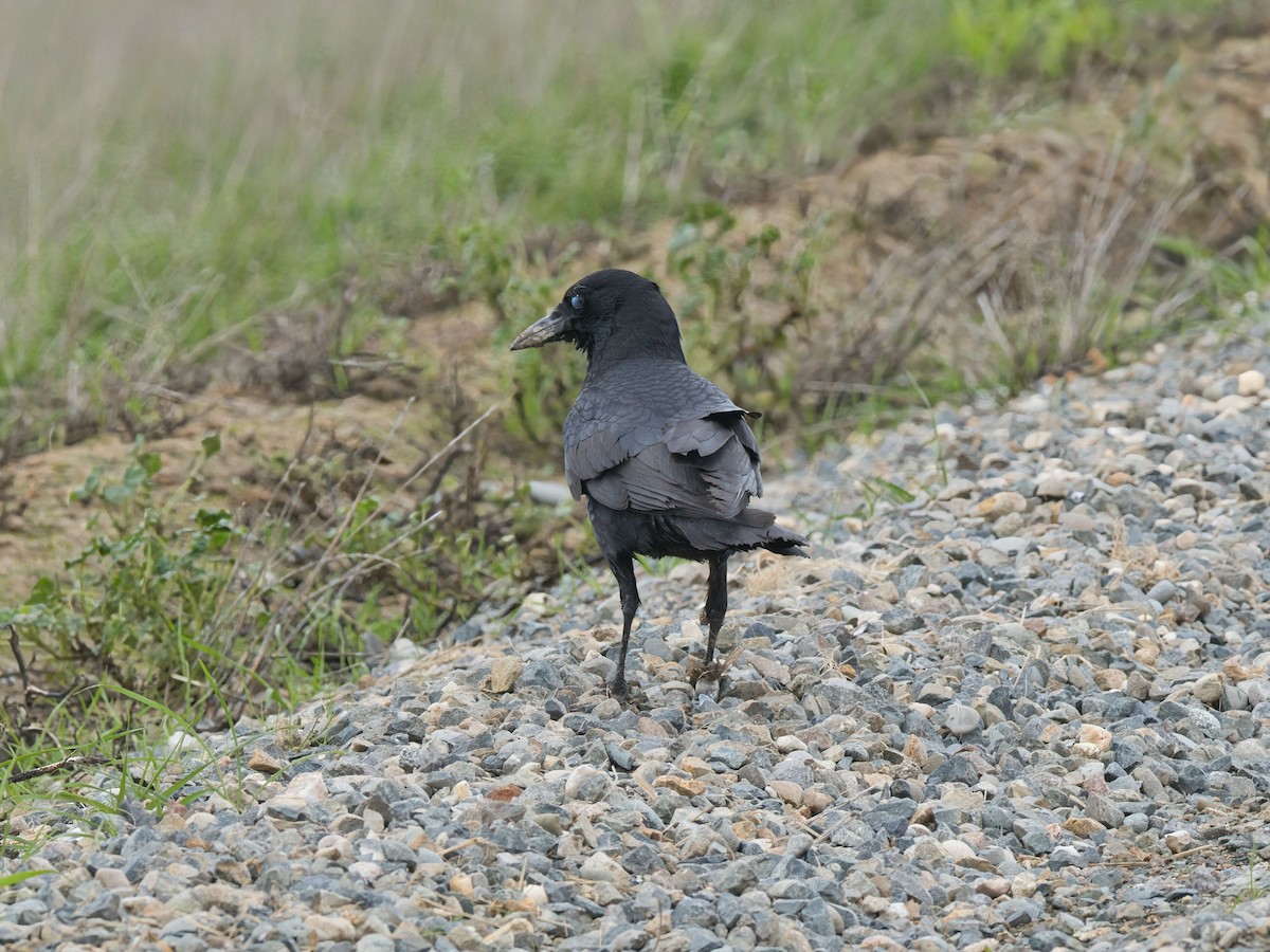 American Crow - ML647657832