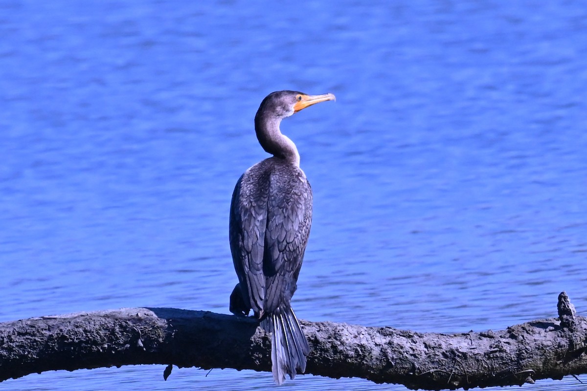 Cormorán Orejudo - ML647657844