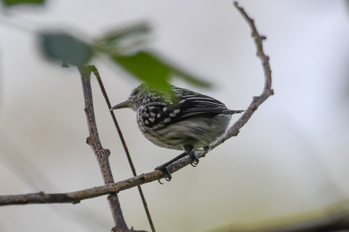 Pacific Antwren - ML647657847