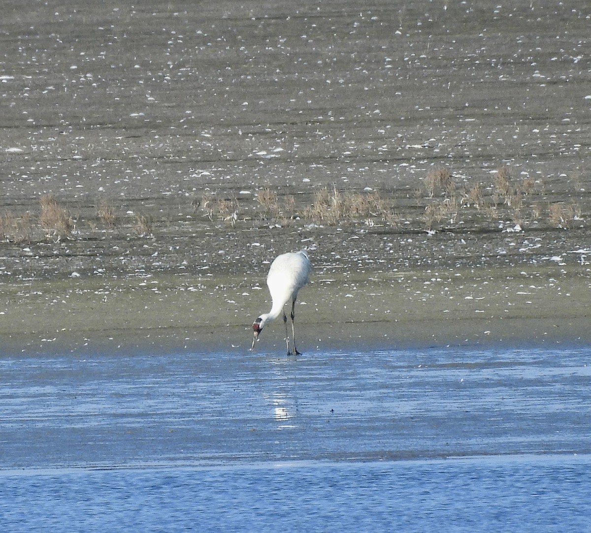 trompettrane - ML647657863