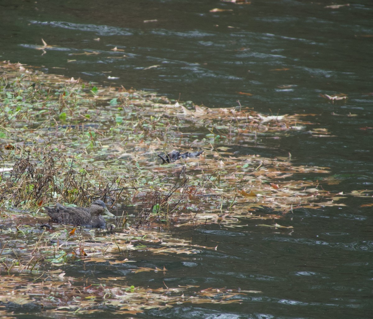 American Black Duck - ML647657885