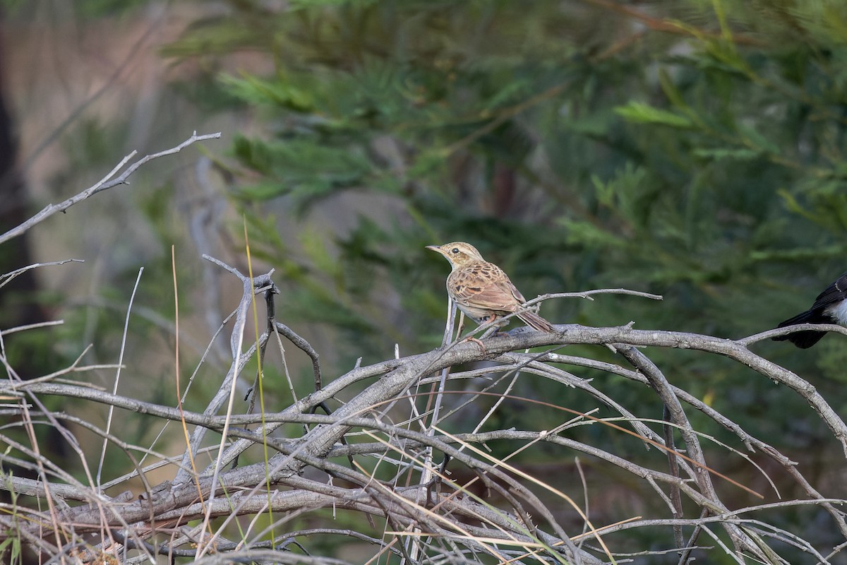 Australian Pipit - ML647657887