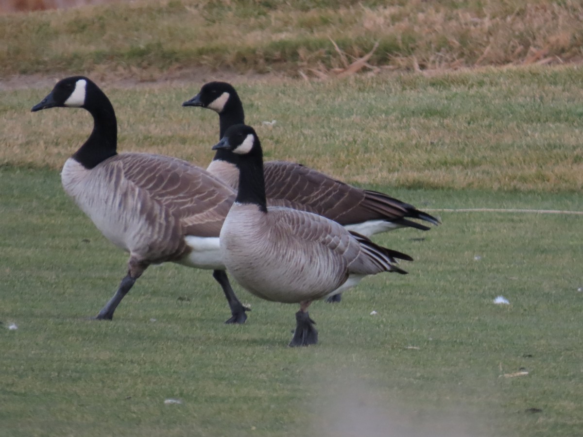 Oca canadese minore - ML647657895