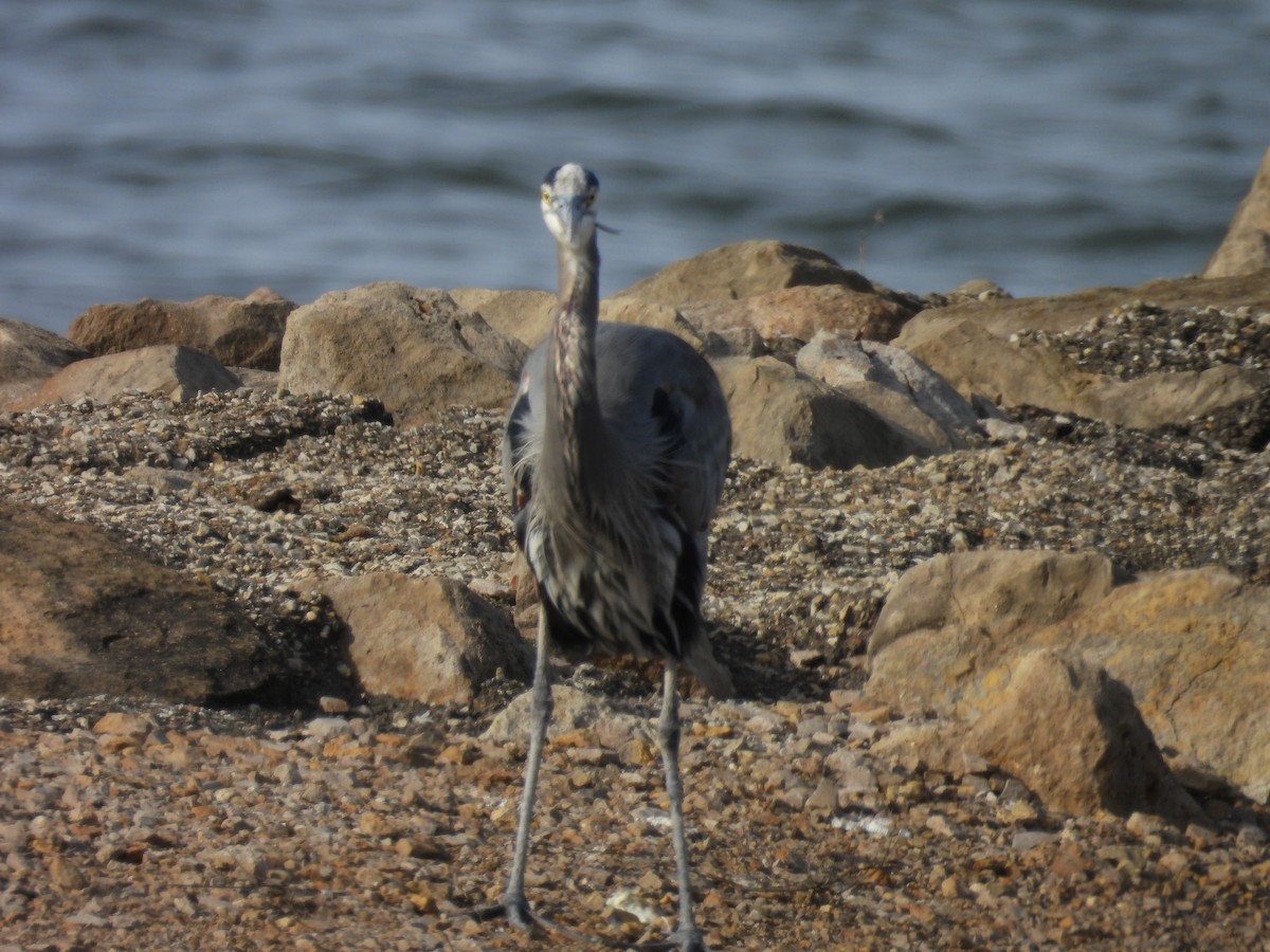 Great Blue Heron - ML647657898
