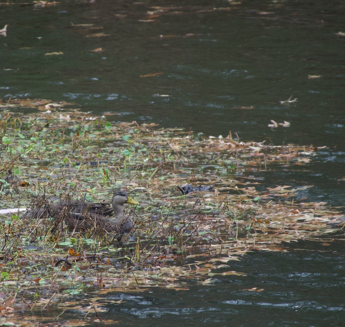 American Black Duck - ML647657899