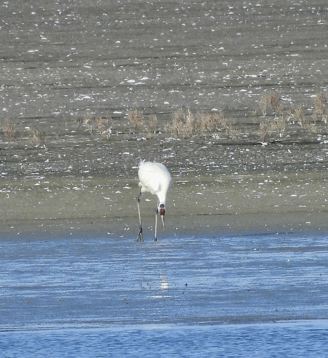 trompettrane - ML647657902