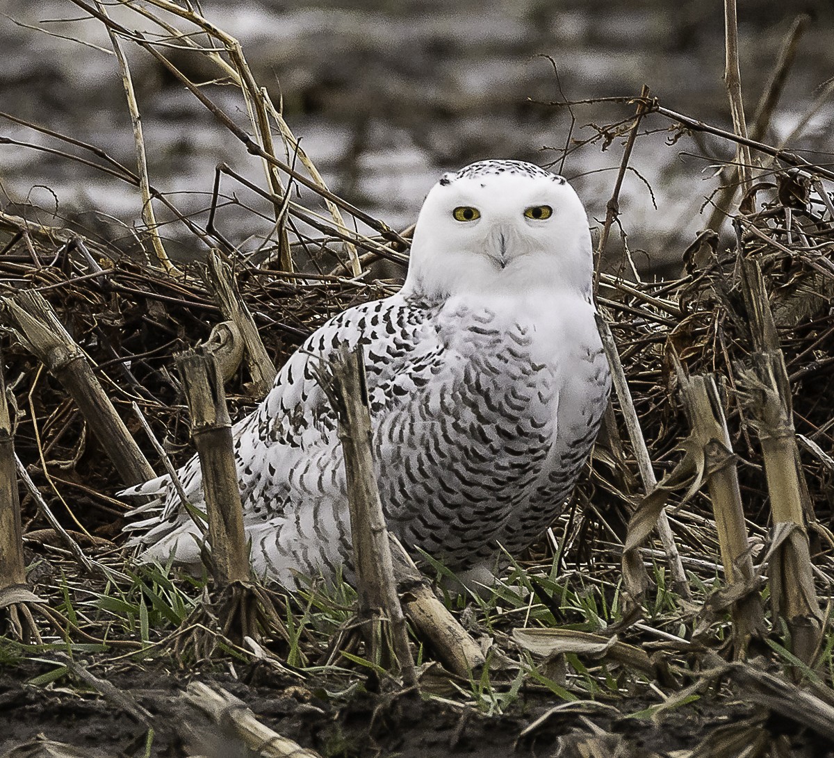 Snowy Owl - ML647657918