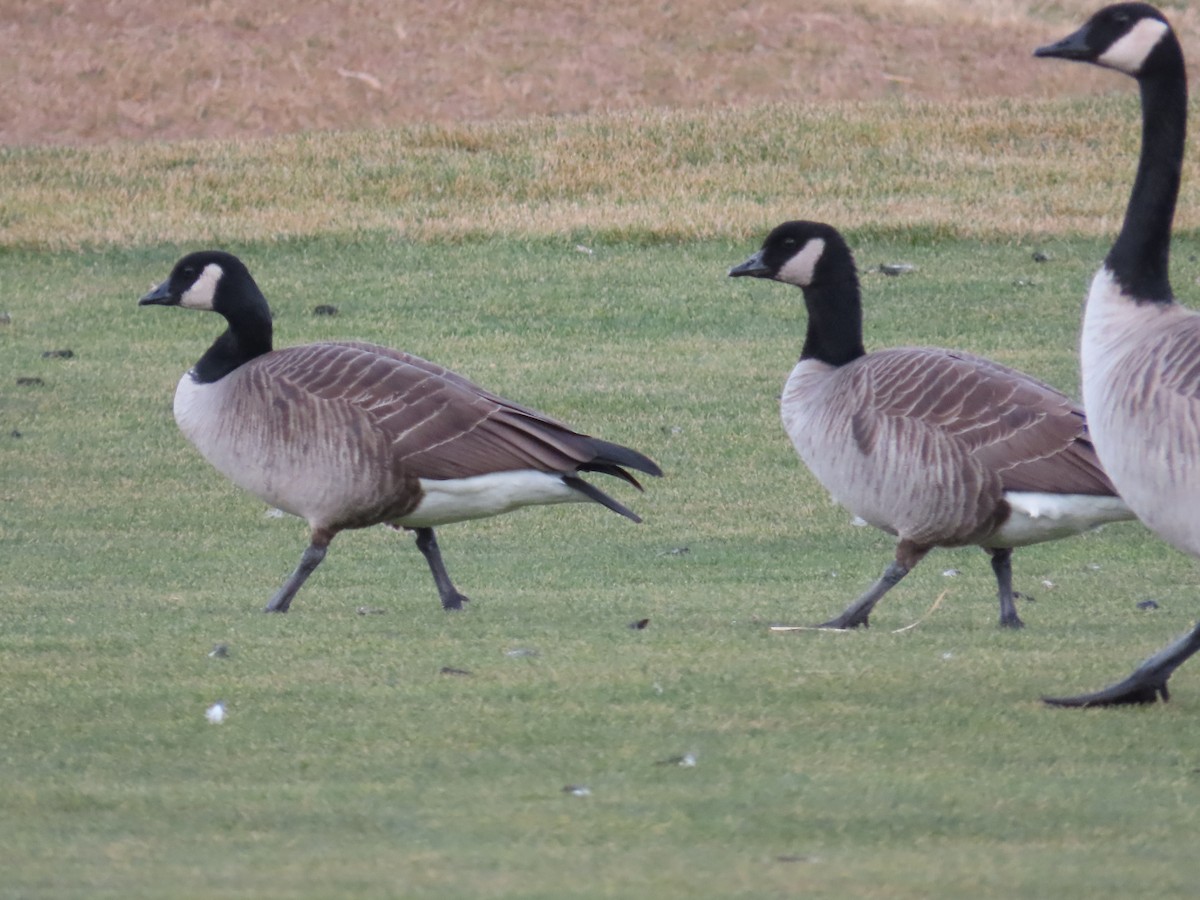 Oca canadese minore - ML647657926