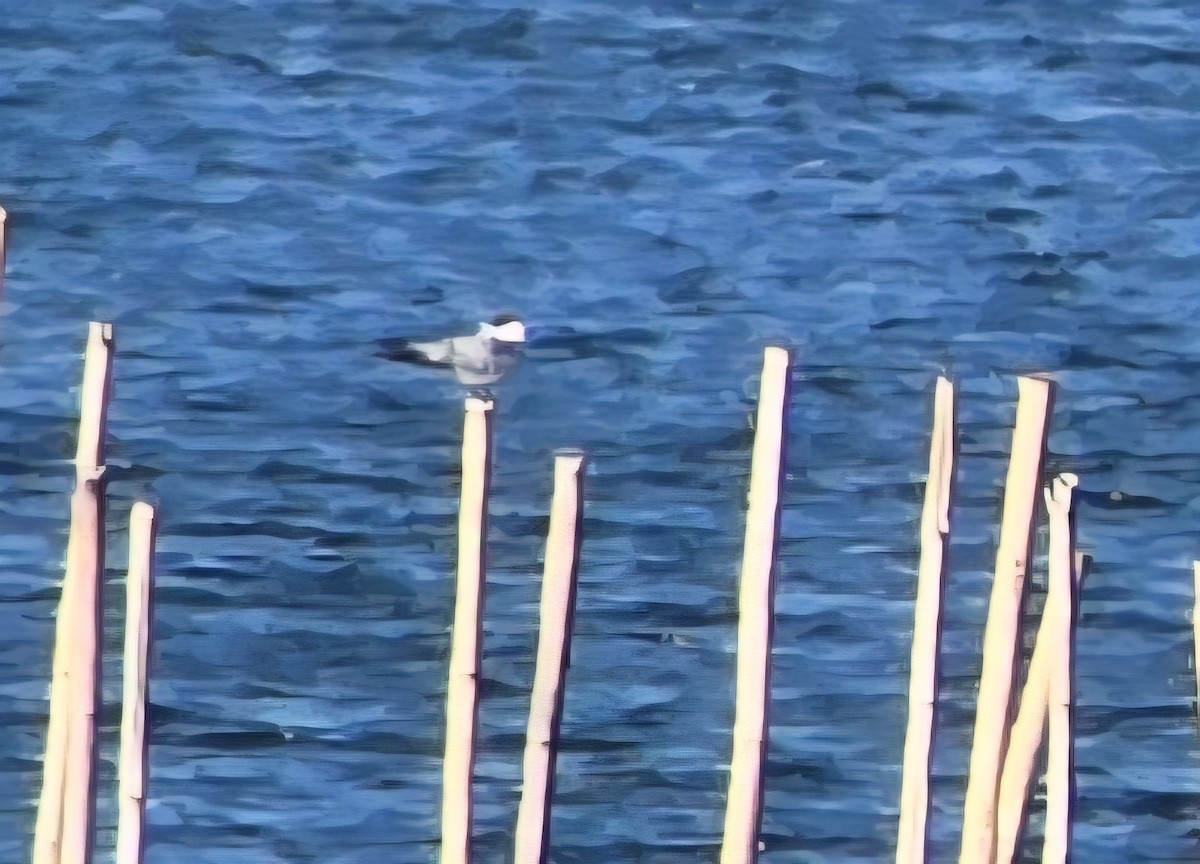 Common Tern - ML647657946