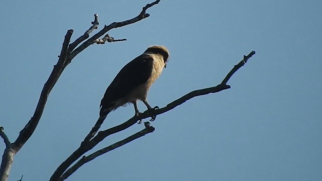 Laughing Falcon - ML647657951