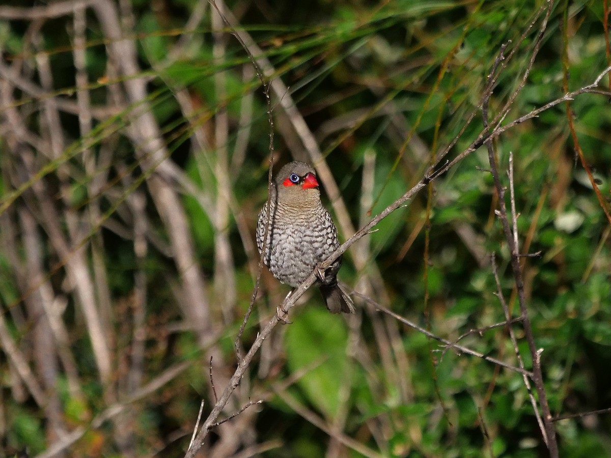 Red-eared Firetail - ML647657976