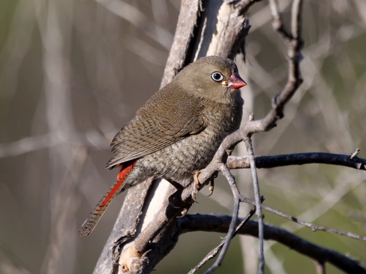 Red-eared Firetail - ML647657984