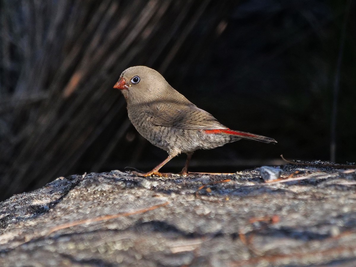 Red-eared Firetail - ML647657987