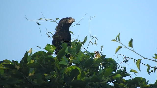Groove-billed Ani - ML647657988