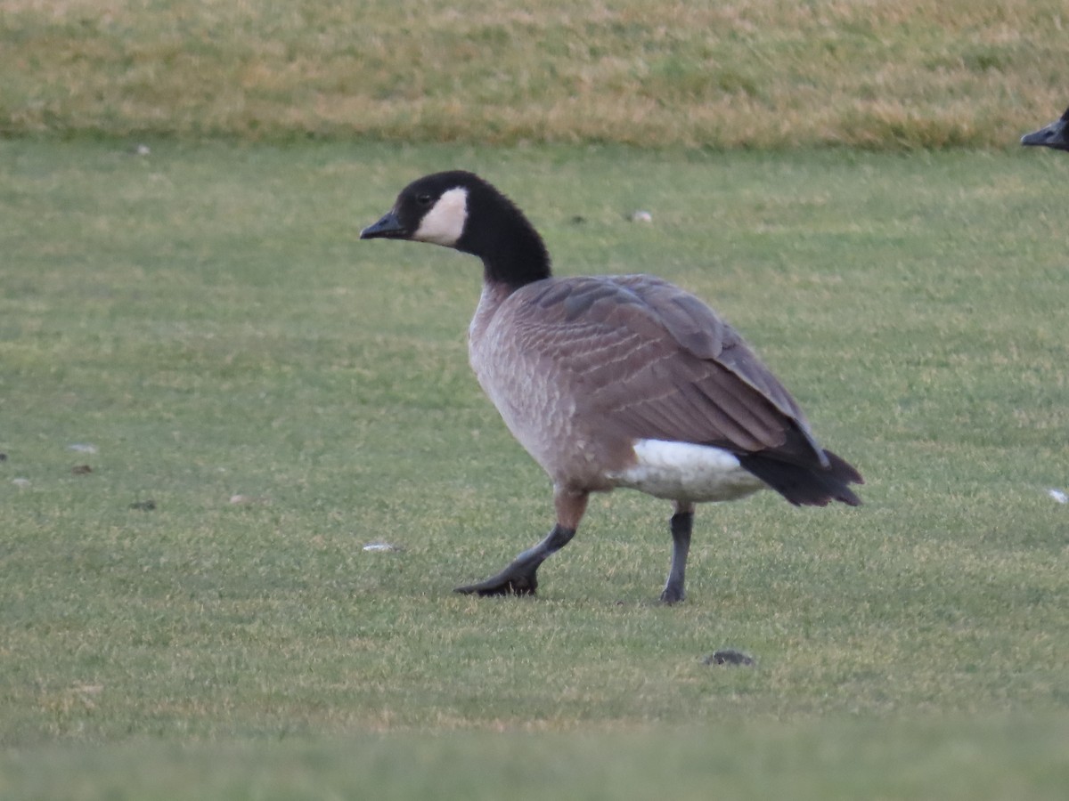 Oca canadese minore - ML647657990