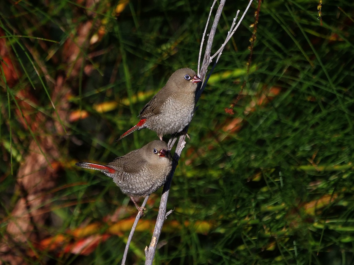 Red-eared Firetail - ML647657995