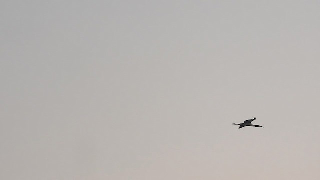 Wood Stork - ML647658015