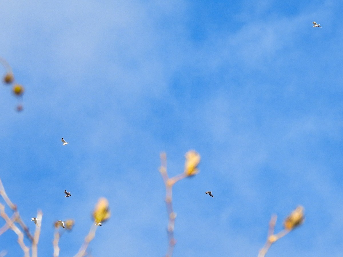 gull sp. - ML647658016