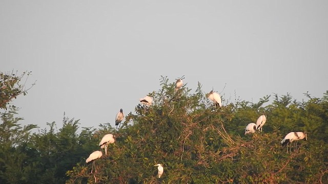 Wood Stork - ML647658018