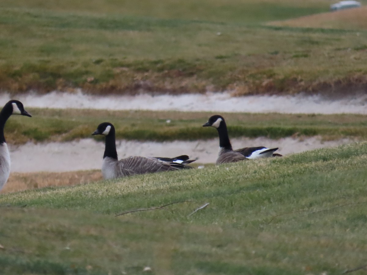 Oca canadese minore - ML647658026