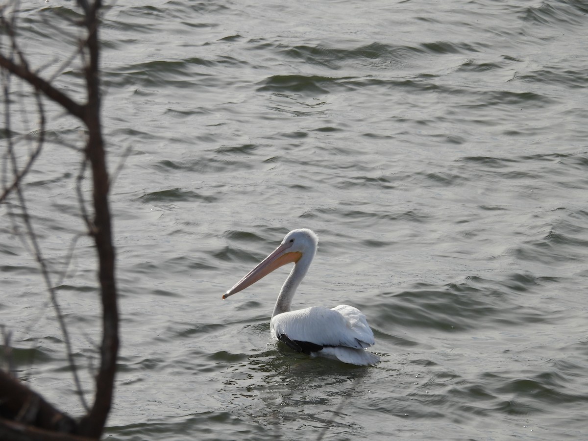 American White Pelican - ML647658037