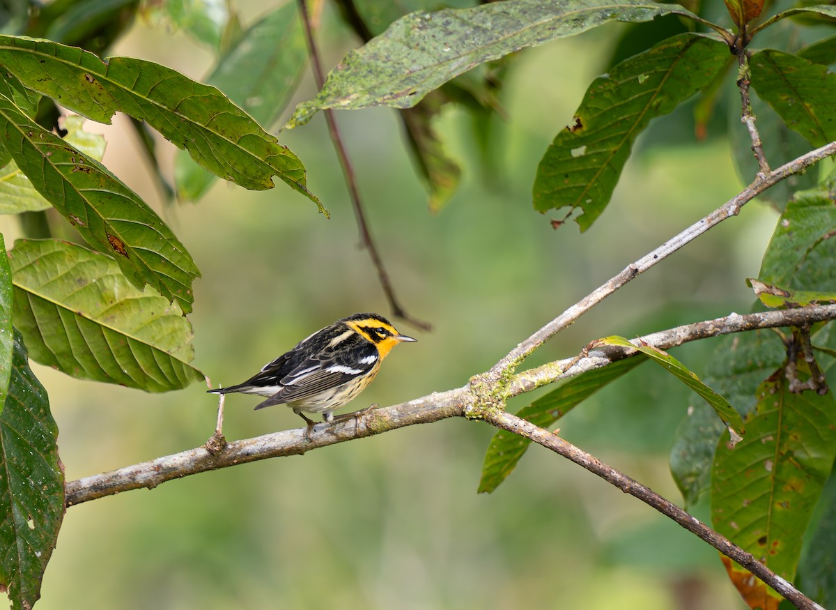 Blackburnian Warbler - ML647658057