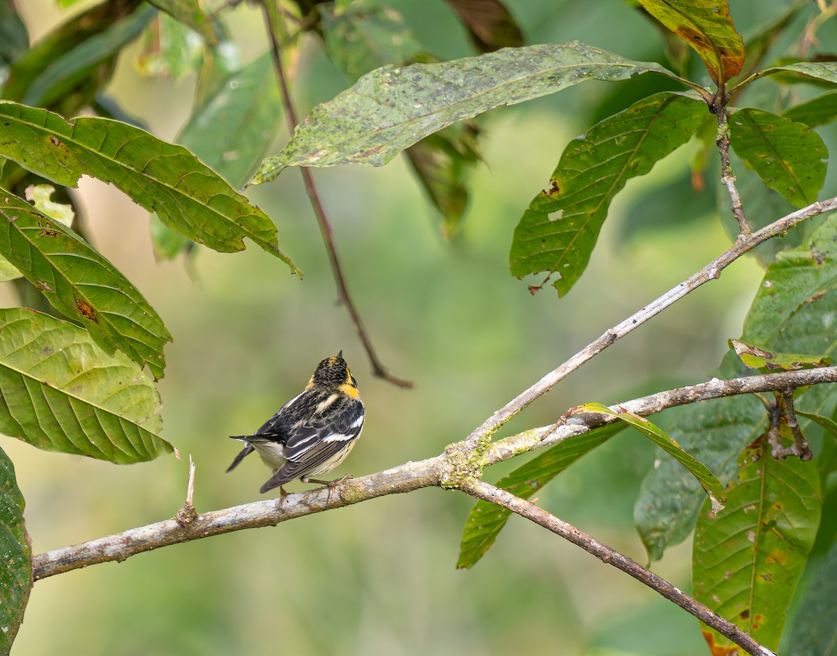 Blackburnian Warbler - ML647658058