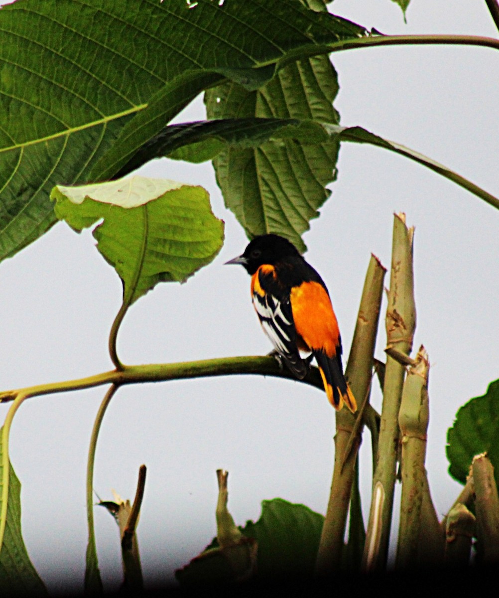 ボルチモアムクドリモドキ - ML647658061