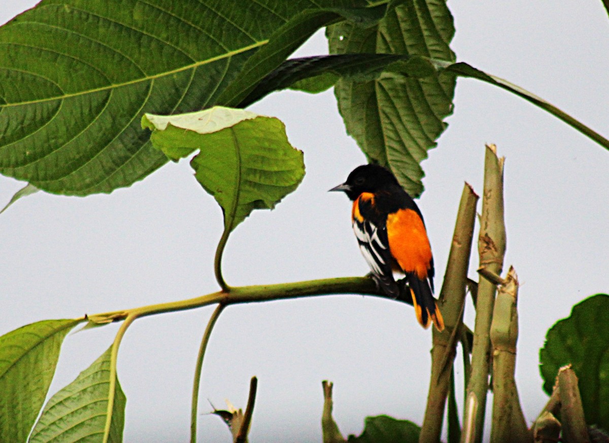 ボルチモアムクドリモドキ - ML647658062