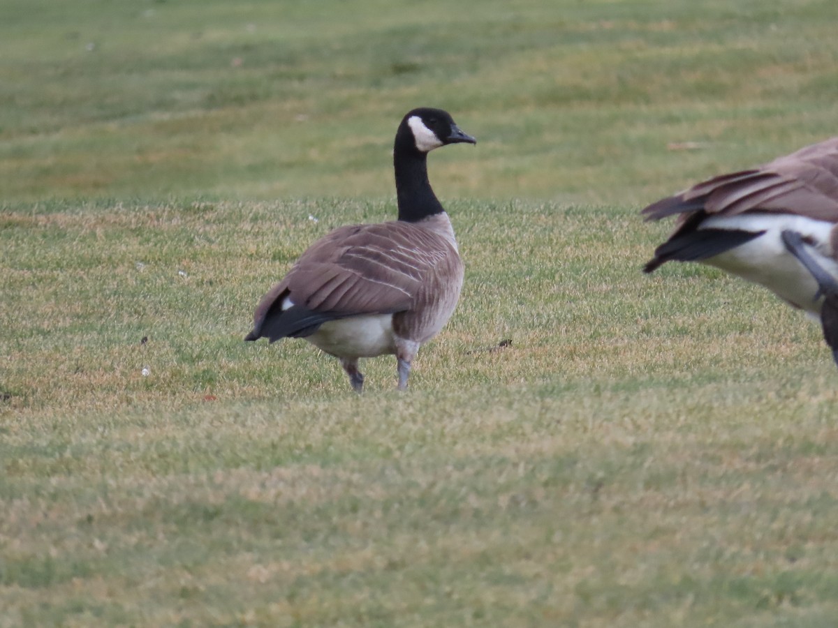 Oca canadese minore - ML647658064