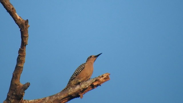 Gila Woodpecker - ML647658070