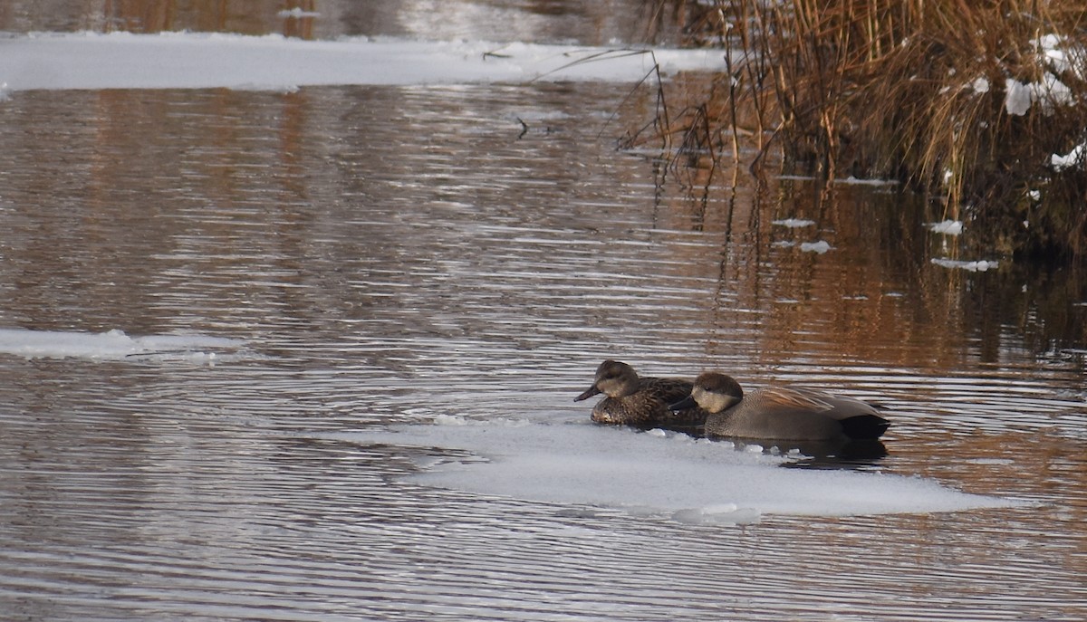 Canard chipeau - ML647658074