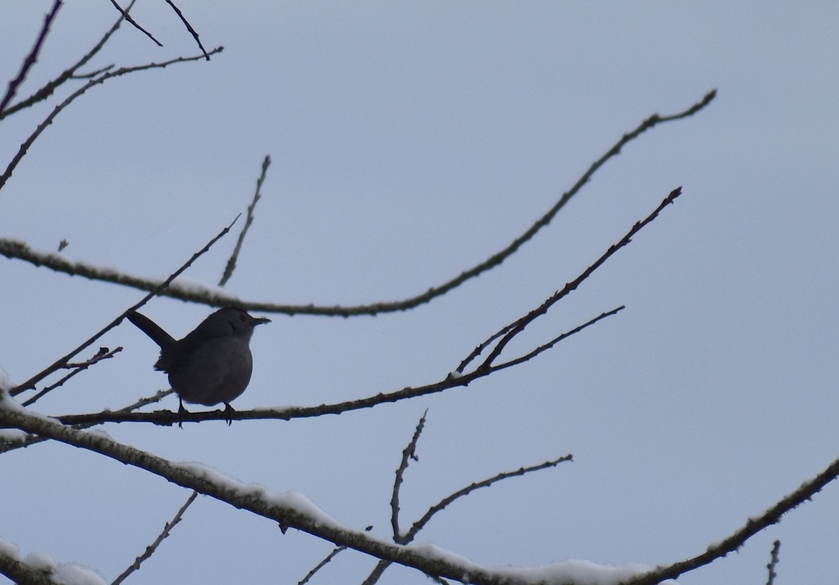 Miaulari grisa - ML647658088