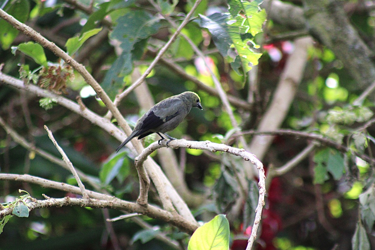 Tangara Palmera - ML647658096