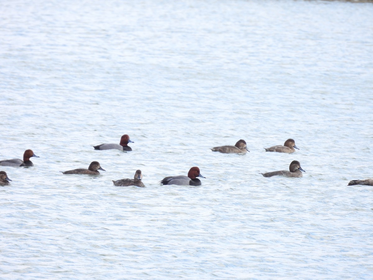 Redhead - ML647658108