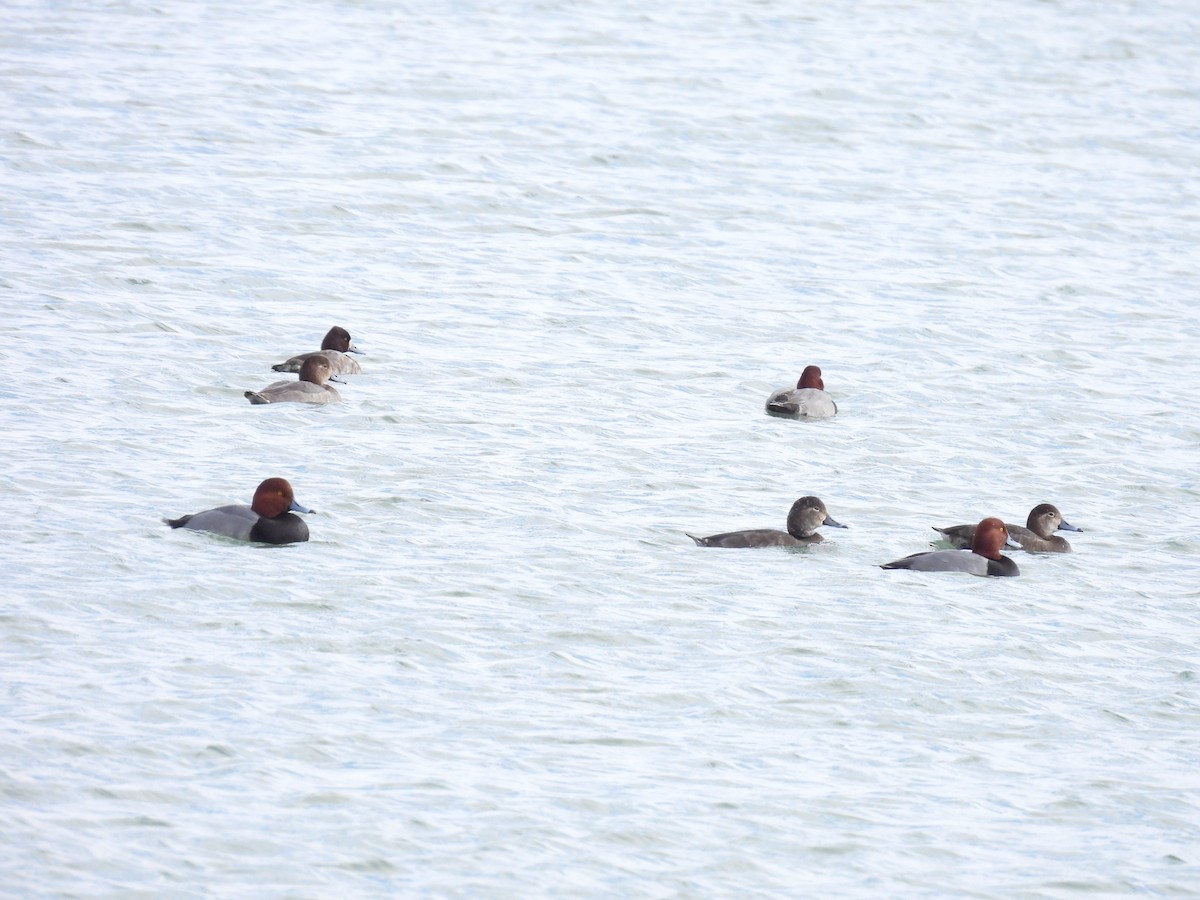 Redhead - ML647658110