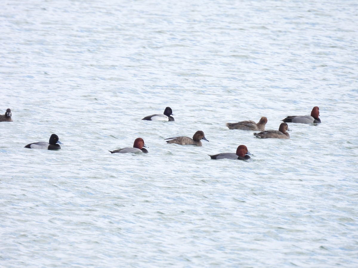 Redhead - ML647658111