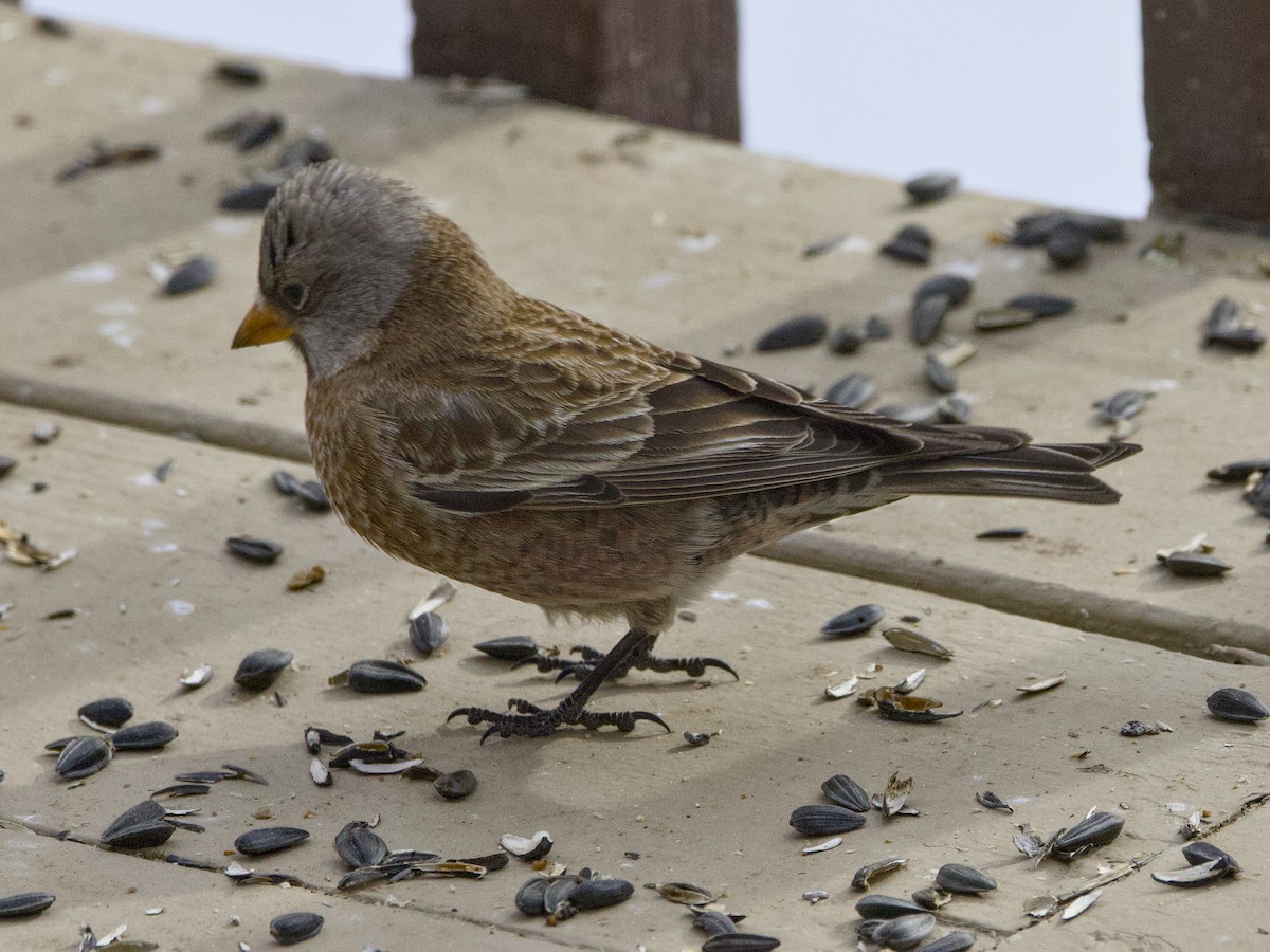Gray-crowned Rosy-Finch (Hepburn's) - ML647658112
