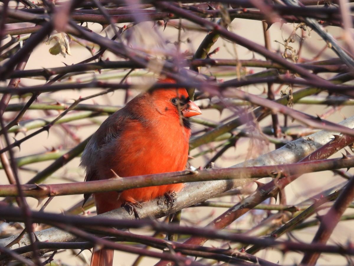 Northern Cardinal - ML647658132