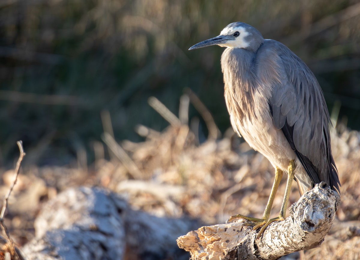White-faced Heron - ML647658169